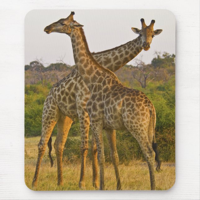 Masai Giraffes Kenya Africa mousepad (Front)