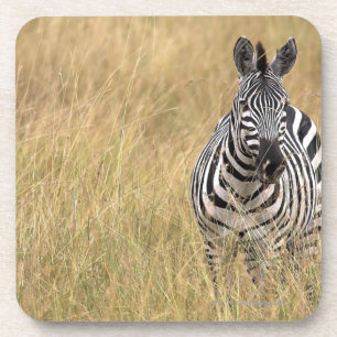 Masai Mara, Kenya Coaster