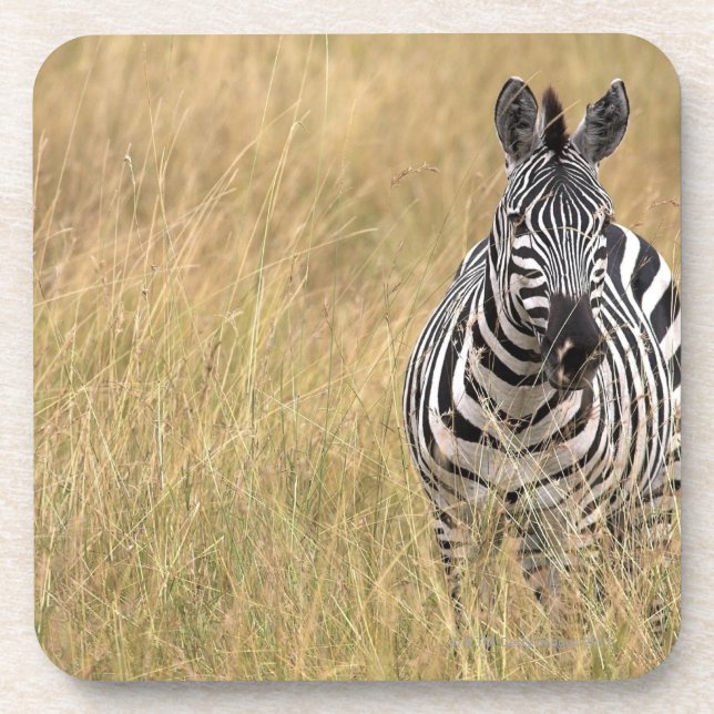 Masai Mara, Kenya Coaster (Front)