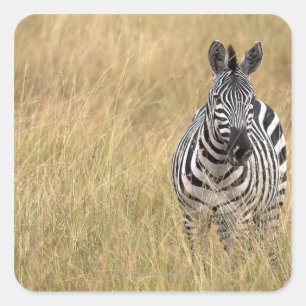 Masai Mara, Kenya Square Sticker