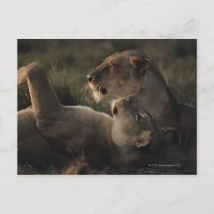 Masai Mara National Reserve 7 Postcard