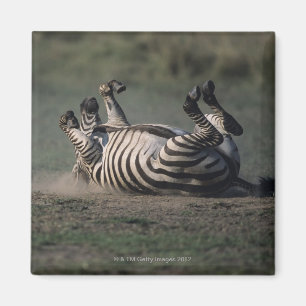 Masai Mara National Reserve, Kenya 2 Magnet