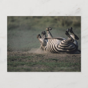 Masai Mara National Reserve, Kenya 2 Postcard