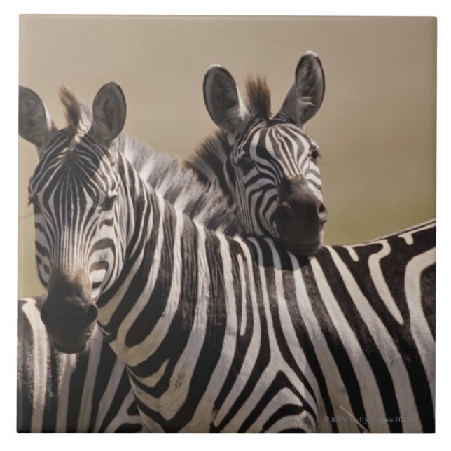 Masai Mara National Reserve, Kenya, Jul 2005 3 Tile (Front)