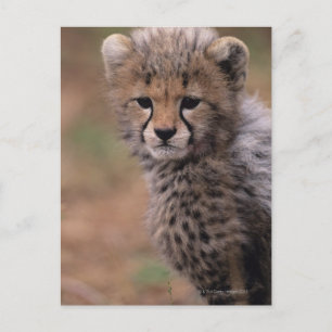 Masai Mara National Reserve Postcard