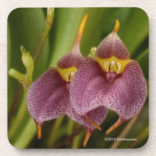 Masdevallia Coaster (Front)