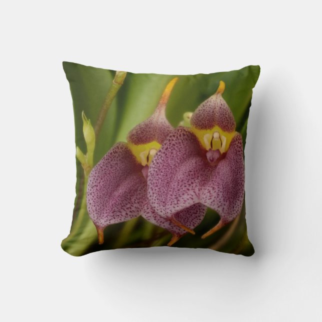 Masdevallia Cushion (Front)