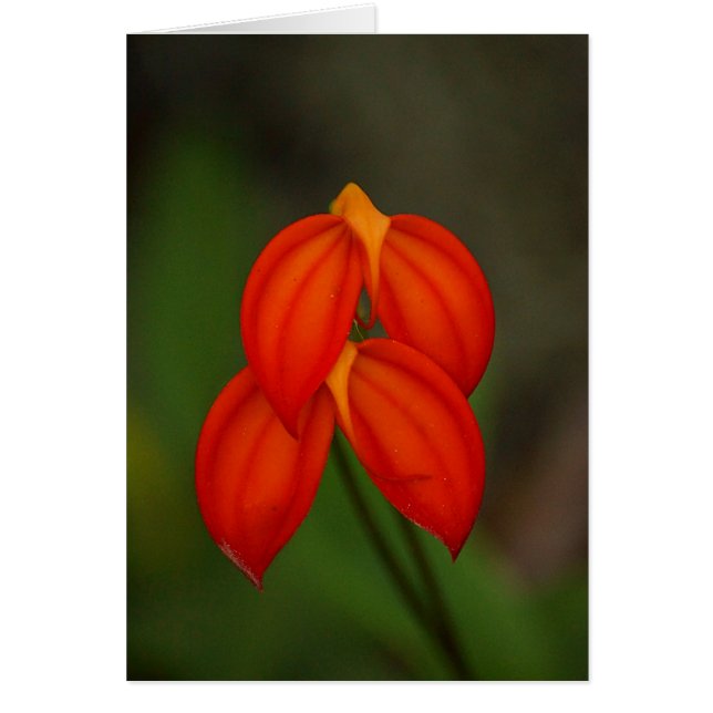 Masdevallia ignea Orchid (Front)