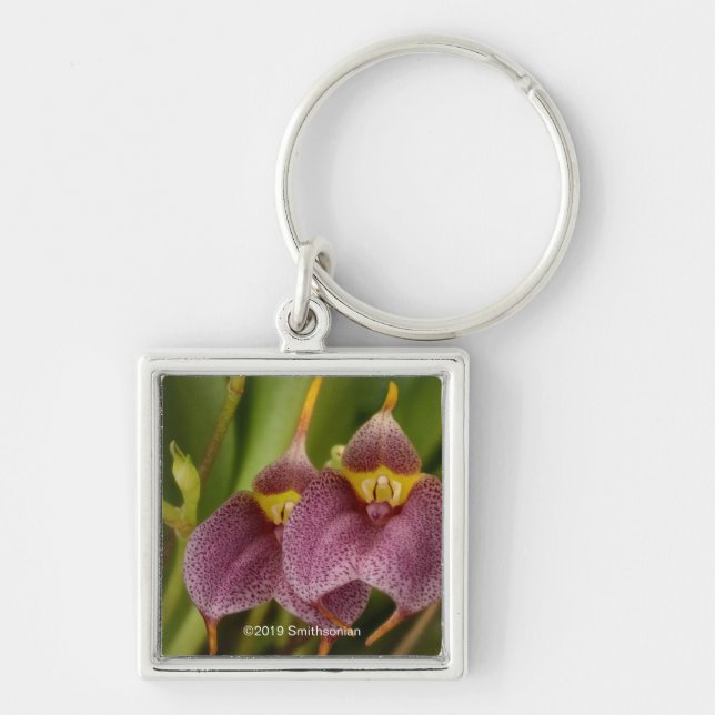 Masdevallia Key Ring (Front)