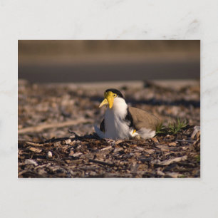 Masked Lapwing Postcard