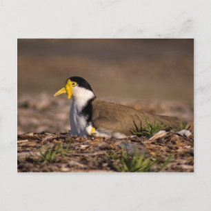 Masked Lapwing Postcard