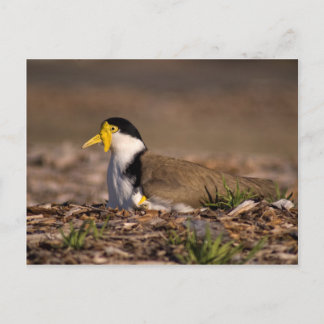 Masked Lapwing Postcard