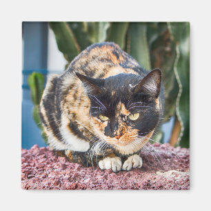 Maspalomas Cat Magnet
