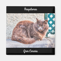 Maspalomas Cat
