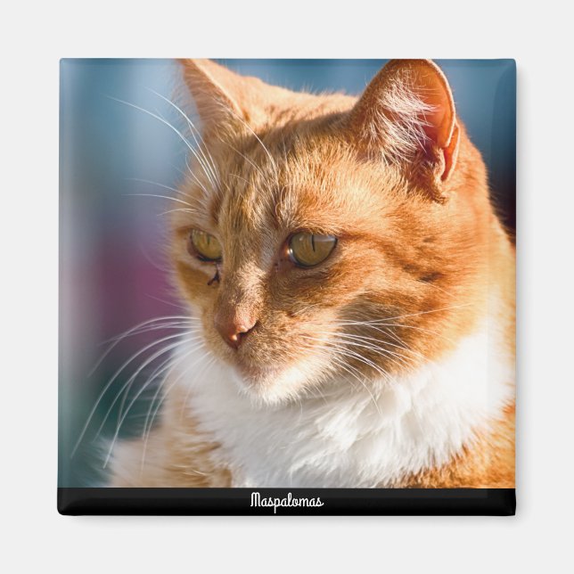Maspalomas Cat Magnet (Front)