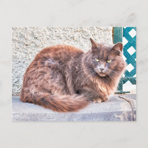 Maspalomas Cat Postcard