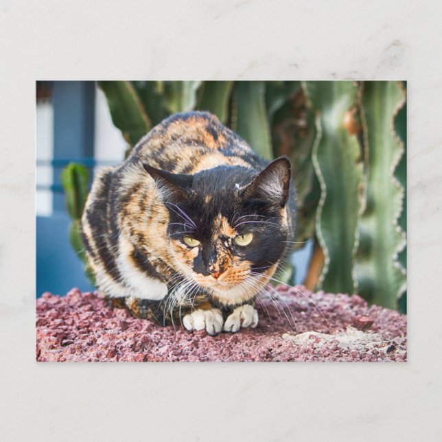 Maspalomas Cat Postcard (Front)