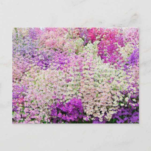 Mass of Colourful Poor Man's Orchids Postcard (Front)