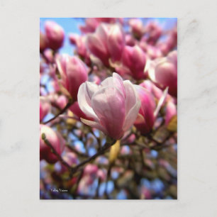 Mass of Magnolia Postcard