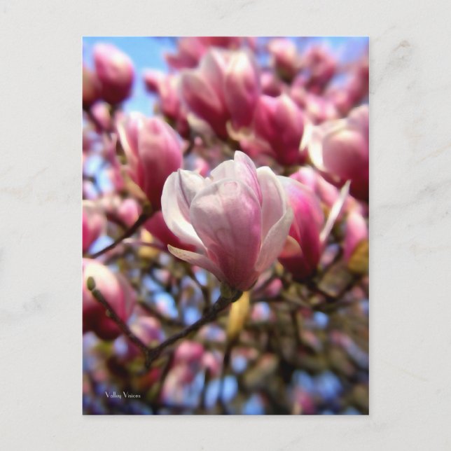 Mass of Magnolia Postcard (Front)