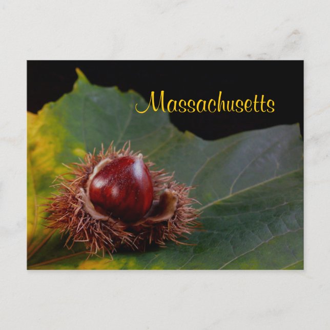 Massachusetts, Autumn Leaf With Nut Postcard (Front)