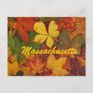 Massachusetts Autumn Leaves Postcard