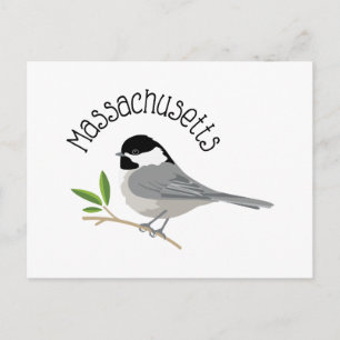 Massachusetts Chickadee Postcard