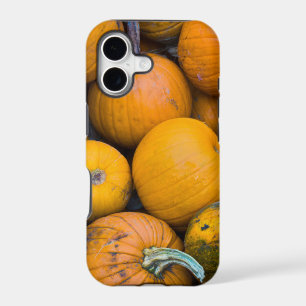 Massachusetts, Salisbury, pumpkins, autumn