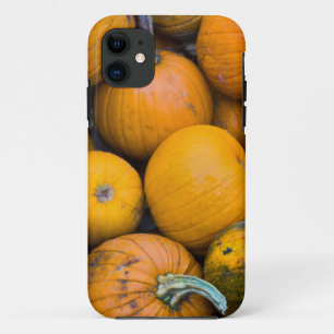 Massachusetts, Salisbury, pumpkins, autumn iPhone 11 Case