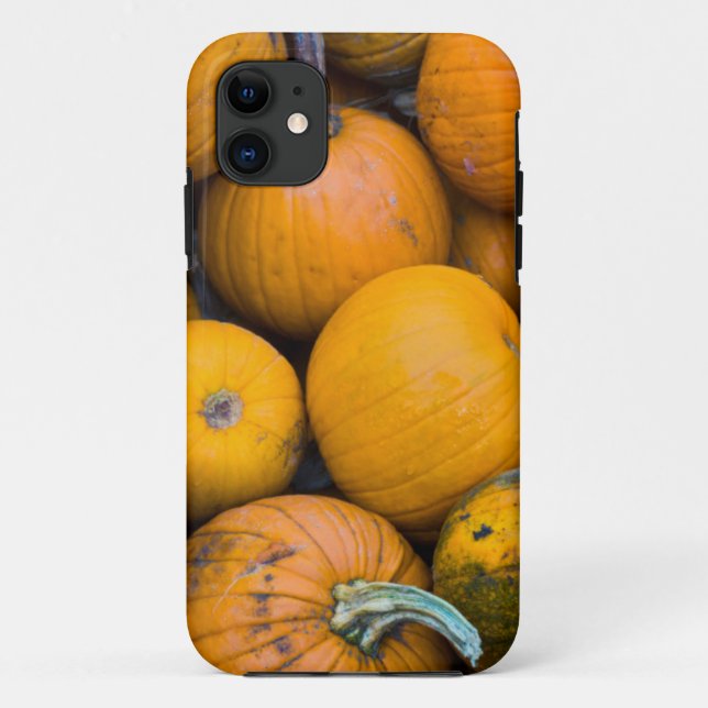 Massachusetts, Salisbury, pumpkins, autumn Case-Mate iPhone Case (Back)
