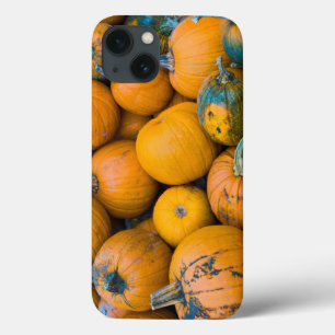 Massachusetts, Salisbury, pumpkins, autumn iPhone 13 Case