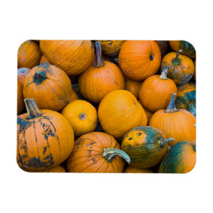 Massachusetts, Salisbury, pumpkins, autumn Magnet