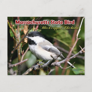 Massachusetts State Bird - Black-capped Chickadee Postcard