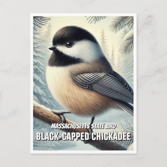 Massachusetts State Bird Black-capped Chickadee Postcard (Front)