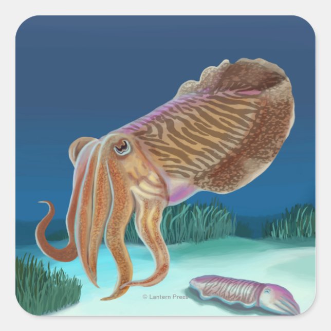 MassachusettsCuttlefish Scene Square Sticker (Front)