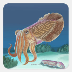 MassachusettsCuttlefish Scene Square Sticker