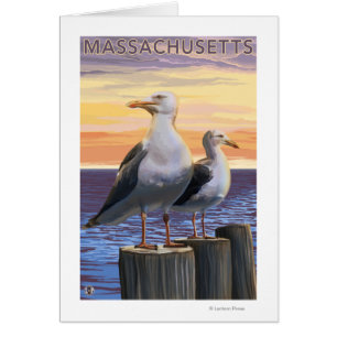 MassachusettsSea Gulls Scene