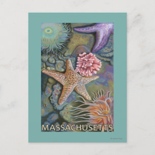 MassachusettsTidepool Scene Postcard