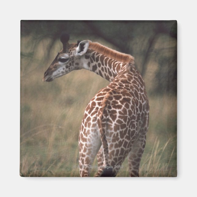 Massai Giraffe 2 Magnet (Front)