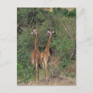 Massai Giraffe 3 Postcard