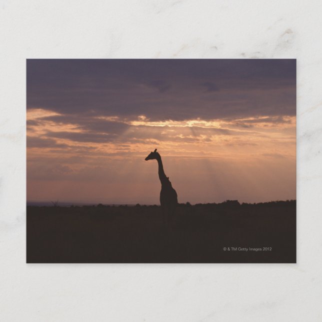 Massai Giraffe Postcard (Front)