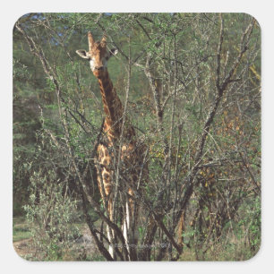 Massai Giraffe Square Sticker