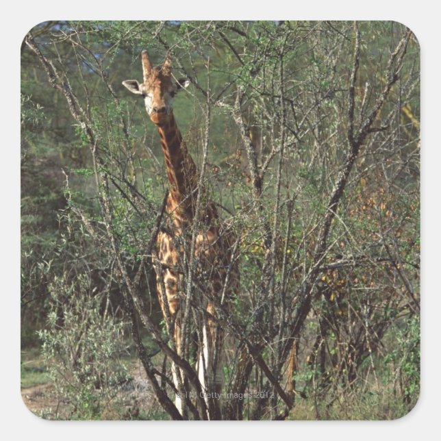 Massai Giraffe Square Sticker (Front)