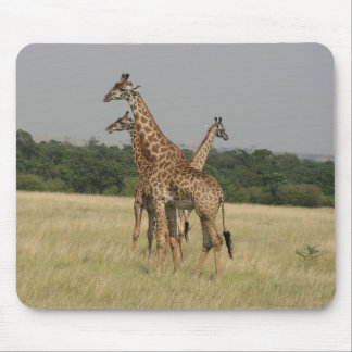 Massai Giraffes Mouse Pad