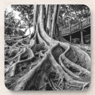 Massive rubber tree roots coaster