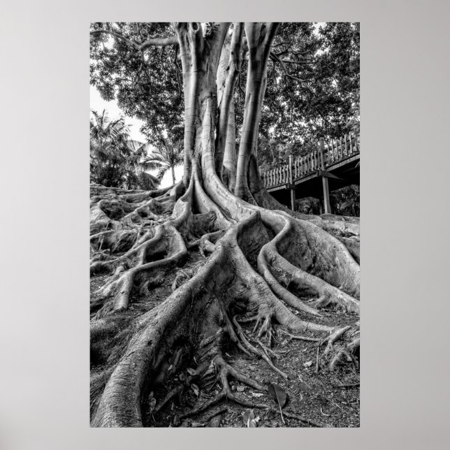 Massive rubber tree roots poster (Front)