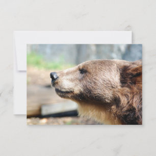 Master Bruin