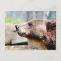 Master Bruin
