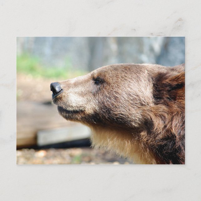 Master Bruin Postcard (Front)