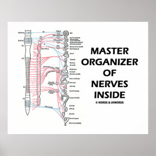 Master Organiser Of Nerves Inside (Nervous System) Poster
